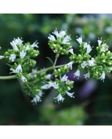 Origan espagnol - Origanum virens (Luis nunes alberto / wikimedia.org)