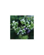 Origan espagnol - Origanum virens (Luis nunes alberto / wikimedia.org)