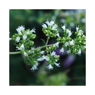 Origan espagnol - Origanum virens (Luis nunes alberto / wikimedia.org)