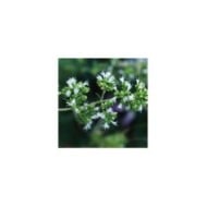 Origan espagnol - Origanum virens (Luis nunes alberto / wikimedia.org)