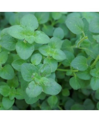 Origanum vulgare 'Hot and Spicy' - Origan - Marjolaine (David J. Stang / wikimedia.org)