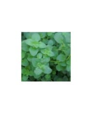 Origanum vulgare 'Hot and Spicy' - Origan - Marjolaine (David J. Stang / wikimedia.org)