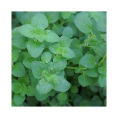 Origanum vulgare 'Hot and Spicy' - Origan - Marjolaine (David J. Stang / wikimedia.org)