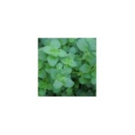 Origanum vulgare 'Hot and Spicy' - Origan - Marjolaine (David J. Stang / wikimedia.org)