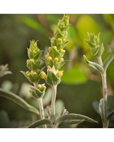 Thé des montagnes grecques - Sideritis scardica (Li-Bro / Adobe Stock)