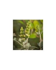Thé des montagnes grecques - Sideritis scardica (Li-Bro / Adobe Stock)