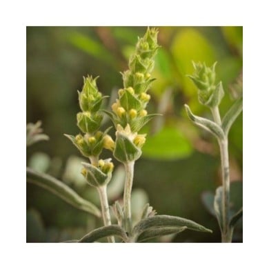 Thé des montagnes grecques - Sideritis scardica (Li-Bro / Adobe Stock)