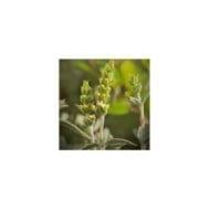 Thé des montagnes grecques - Sideritis scardica (Li-Bro / Adobe Stock)