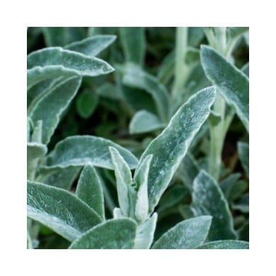 Thé de Crête (Sideritis syriaca) (Noemi / Adobe Stock)