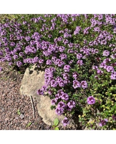 Thym 'Doone Valley' (Thymus) (Helen Pitt / Adobe Stock)