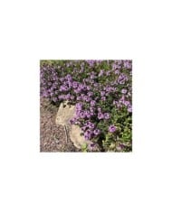 Thym 'Doone Valley' (Thymus) (Helen Pitt / Adobe Stock)