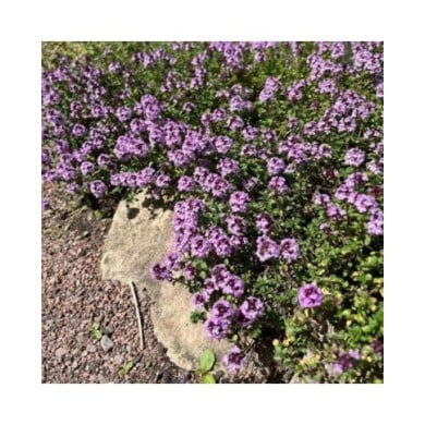 Thym 'Doone Valley' (Thymus) (Helen Pitt / Adobe Stock)