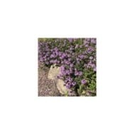 Thym 'Doone Valley' (Thymus) (Helen Pitt / Adobe Stock)