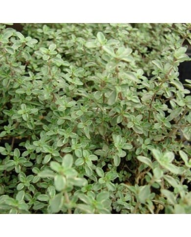 Thym citronné 'Silver Queen' ('Argenteus') (Forest & Kim Starr / wikimedia.org)