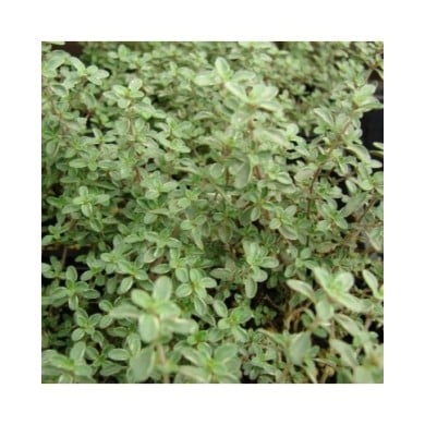 Thym citronné 'Silver Queen' ('Argenteus') (Forest & Kim Starr / wikimedia.org)