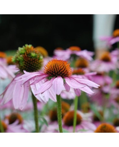 Rudbeckia pourpre - Echinacea purpurea (Jordan Meeter)