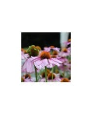 Rudbeckia pourpre - Echinacea purpurea (Jordan Meeter)