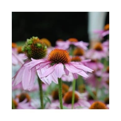 Rudbeckia pourpre - Echinacea purpurea (Jordan Meeter)