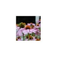 Rudbeckia pourpre - Echinacea purpurea (Jordan Meeter)