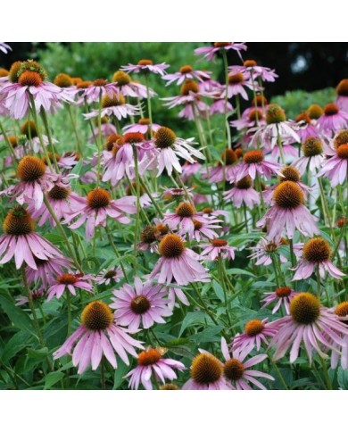 Rudbeckia pourpre - Echinacea purpurea (Jordan Meeter)