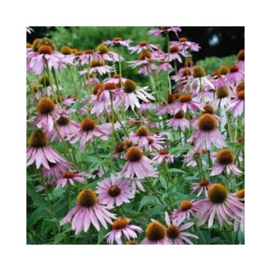 Rudbeckia pourpre - Echinacea purpurea (Jordan Meeter)