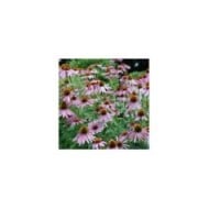 Rudbeckia pourpre - Echinacea purpurea (Jordan Meeter)