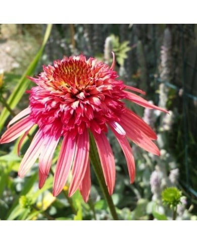 Echinacée 'Irresistible'® - Echinacea (philippe iacono / flickr.com)