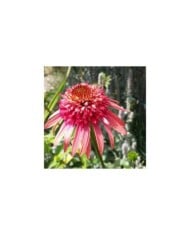 Echinacée 'Irresistible'® - Echinacea (philippe iacono / flickr.com)