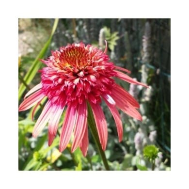 Echinacée 'Irresistible'® - Echinacea (philippe iacono / flickr.com)