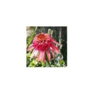 Echinacée 'Irresistible'® - Echinacea (philippe iacono / flickr.com)