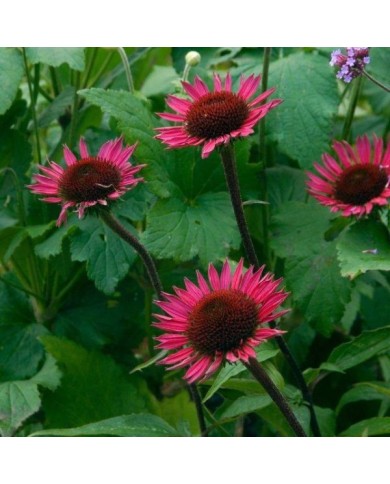 Echinacée purpurea 'Vintage Wine'  (Echinacea purpurea) (HVPM dev / Adobe Stock)