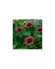 Echinacée purpurea 'Vintage Wine'  (Echinacea purpurea) (HVPM dev / Adobe Stock)