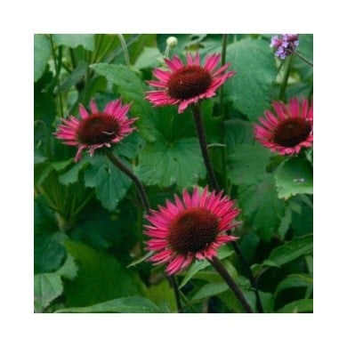 Echinacée purpurea 'Vintage Wine'  (Echinacea purpurea) (HVPM dev / Adobe Stock)
