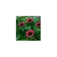 Echinacée purpurea 'Vintage Wine'  (Echinacea purpurea) (HVPM dev / Adobe Stock)
