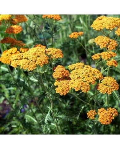 Achillée 'Terracotta' - Achillea (delobol / Adobe Stock)
