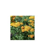 Achillée 'Terracotta' - Achillea (delobol / Adobe Stock)