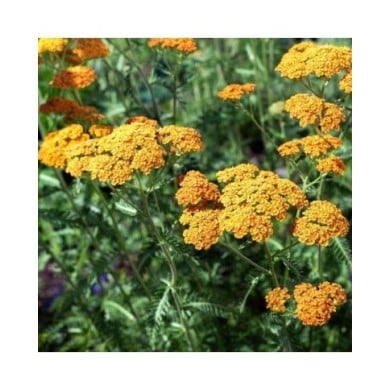 Achillée 'Terracotta' - Achillea (delobol / Adobe Stock)