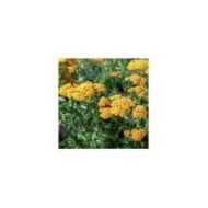Achillée 'Terracotta' - Achillea (delobol / Adobe Stock)