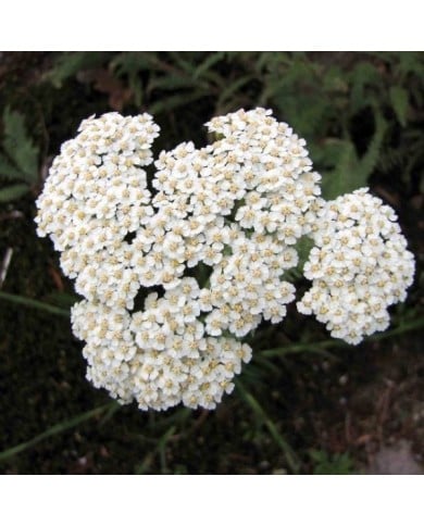 Achillée crithmifolia (Achillea) (HQ / wikimedia.org)