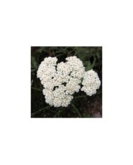 Achillée crithmifolia (Achillea) (HQ / wikimedia.org)