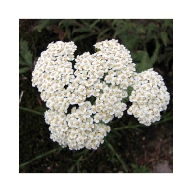 Achillée crithmifolia (Achillea) (HQ / wikimedia.org)
