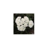 Achillée crithmifolia (Achillea) (HQ / wikimedia.org)