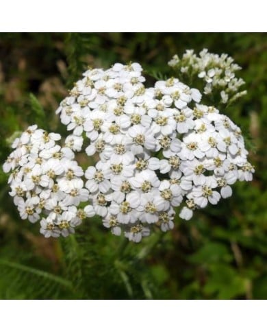 Achillée millefeuille - Achillea millefolium (Allen Browne / wikimedia.org)