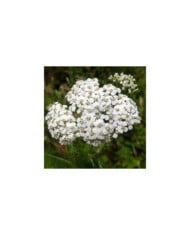 Achillée millefeuille - Achillea millefolium (Allen Browne / wikimedia.org)