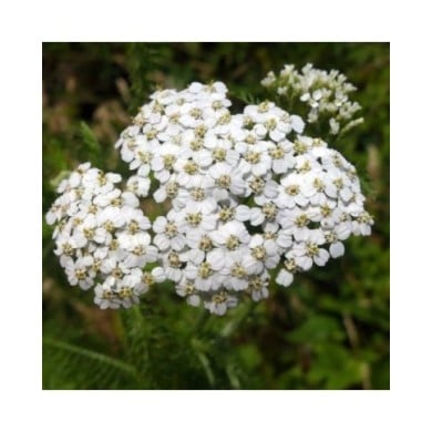Achillée millefeuille - Achillea millefolium (Allen Browne / wikimedia.org)