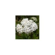 Achillée millefeuille - Achillea millefolium (Allen Browne / wikimedia.org)