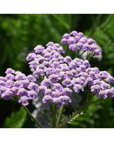 Achillée millefeuille 'Lilac Beauty' - Achillea millefolium (Tanya / Adobe Stock)