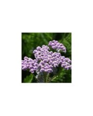 Achillée millefeuille 'Lilac Beauty' - Achillea millefolium (Tanya / Adobe Stock)