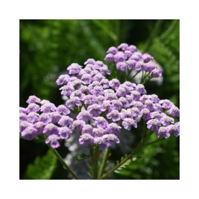 Achillée millefeuille 'Lilac Beauty' - Achillea millefolium (Tanya / Adobe Stock)