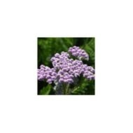 Achillée millefeuille 'Lilac Beauty' - Achillea millefolium (Tanya / Adobe Stock)